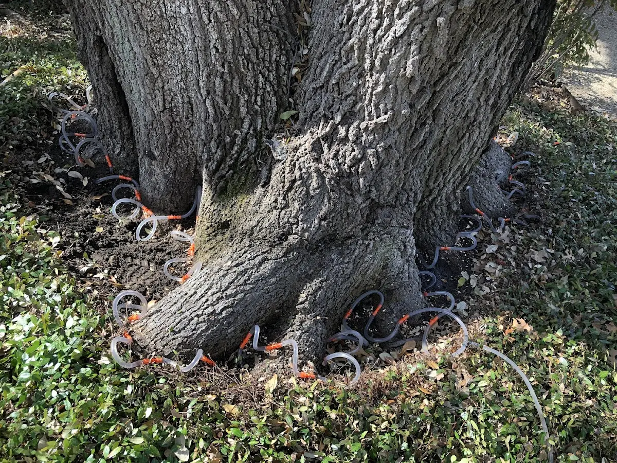 Detailed Tree Cabling and Bracing job site in Birmingham