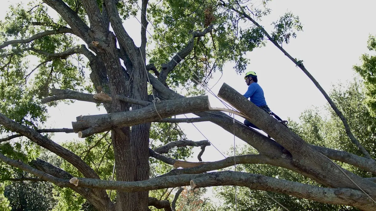 Professional Hazardous Tree Removal performed by certified arborists in Birmingham